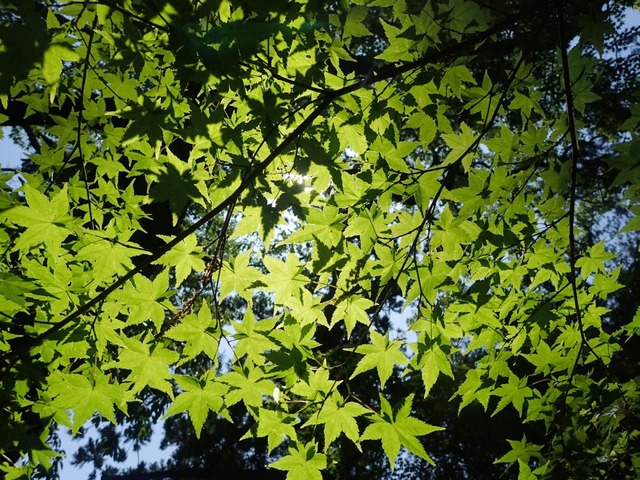 P5100041.JPG